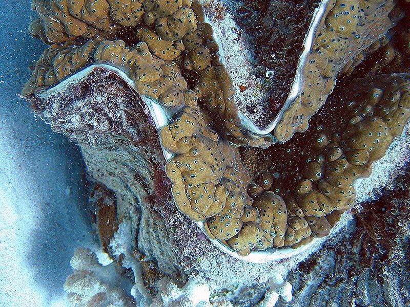 File:Giant clam detail.jpg