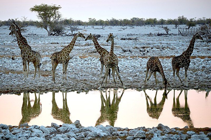 File:Giraffe Group 2019-07-24.jpg