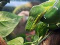 Green Tree Python