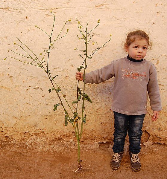 File:Hôteur rabrouxhe efant.jpg