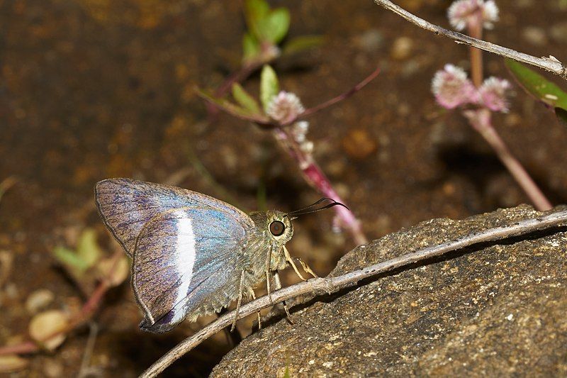 File:Hasora taminatus-Thekkady-2016-12-03-001.jpg