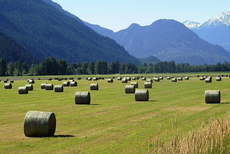 File:Haybales in pemberton.JPG