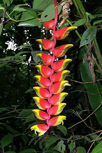 File:Heliconia Rostrata 0003.jpg