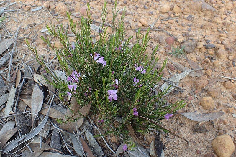 File:Hemigenia teretiuscula habit.jpg