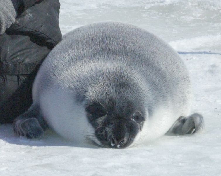 File:Hooded seal crop.JPG