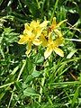 Hypericum richeri