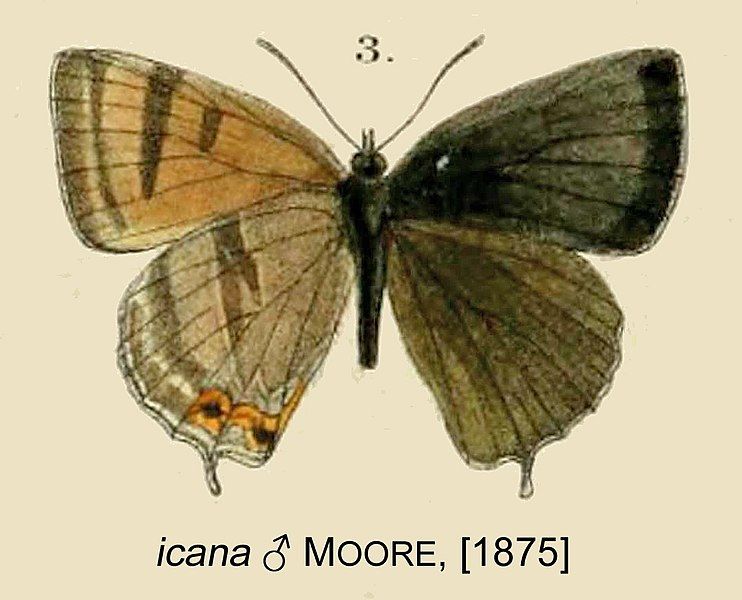 File:IcanaMoore1875OD.jpg