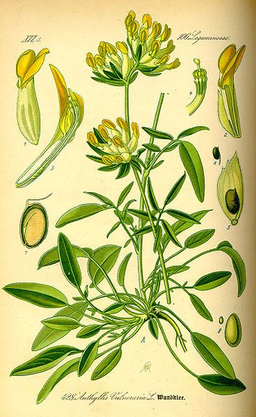 File:Illustration Anthyllis vulneraria0.jpg