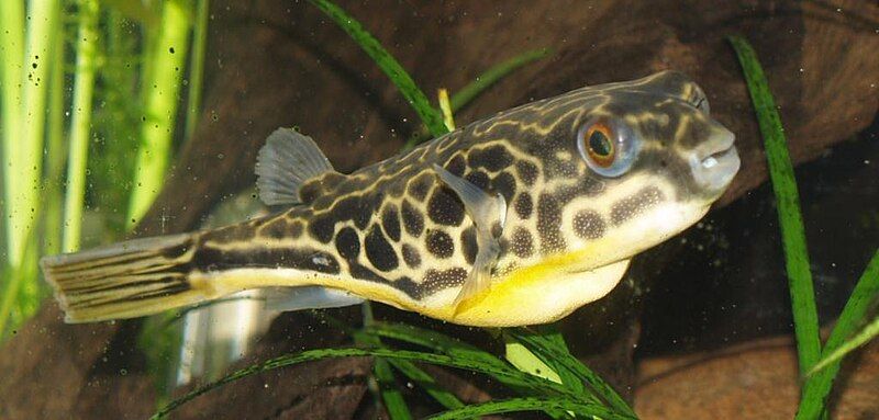 File:Juvenile Mbu pufferfish.jpg