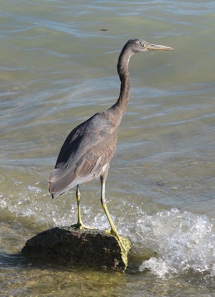 File:Juvenile Reef Egret.jpg