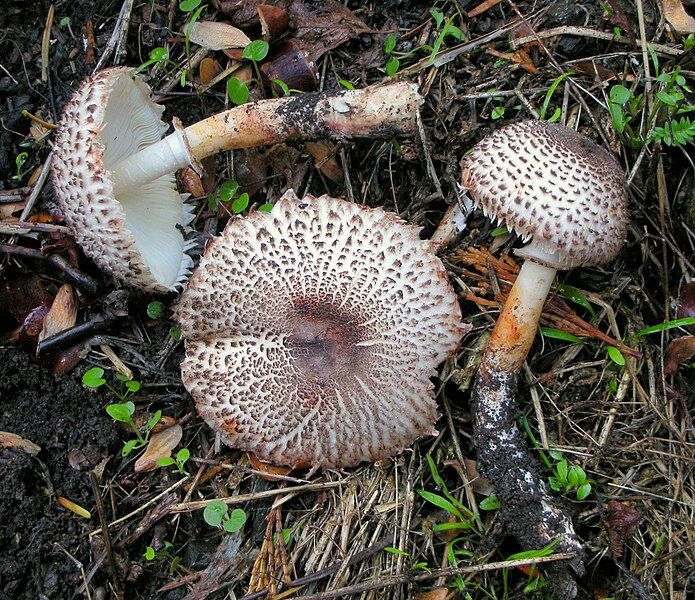 File:Leucoagaricus erythrophaeus 481800.jpg