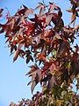 Liquidambar styraciflua fall colour