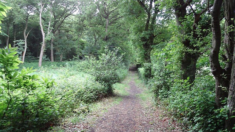 File:Littleheath Woods 2.JPG