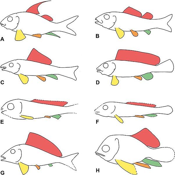 File:Macrosemiiformes 1.jpg