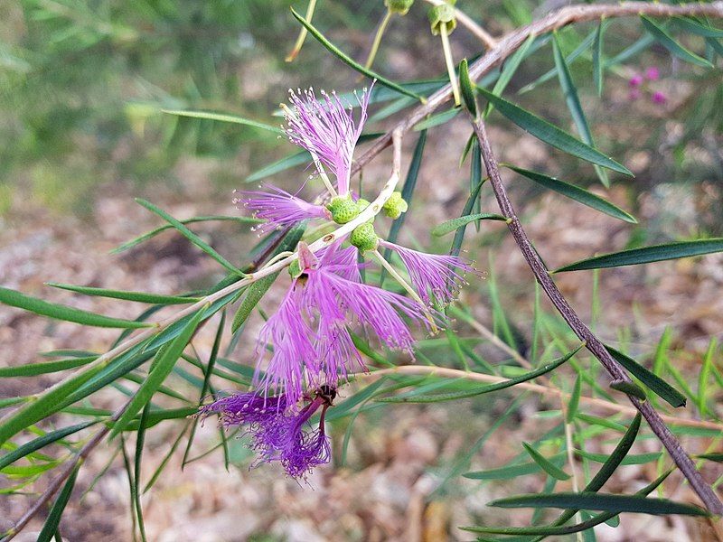 File:MelaleucaFulgens sspSteedmanii PerthBG-20171218-1.jpg