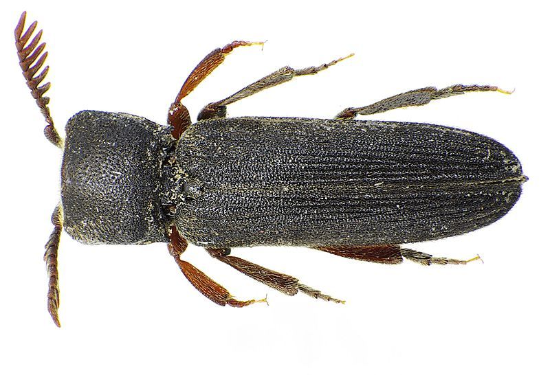 File:Melasis buprestoides up.jpg