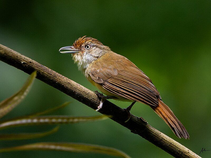 File:Melodious Babbler.jpg