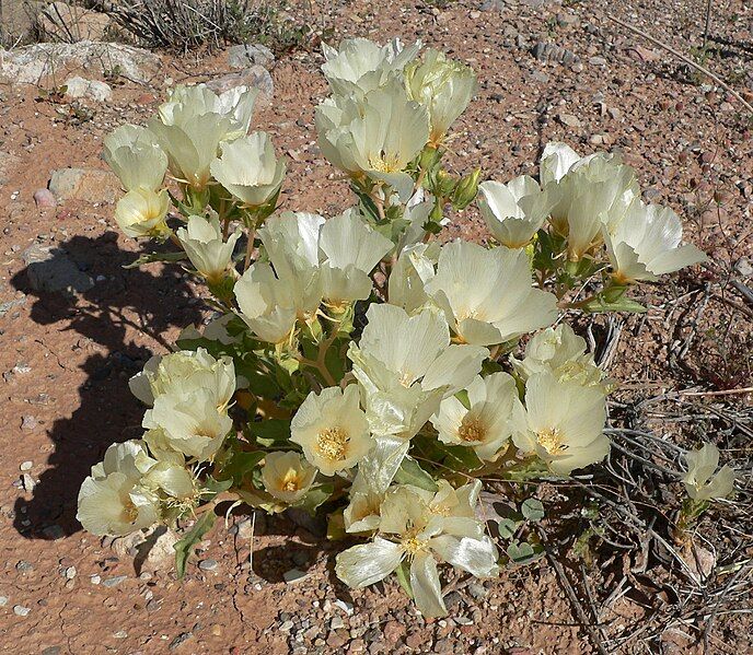 File:Mentzelia involucrata 4.jpg