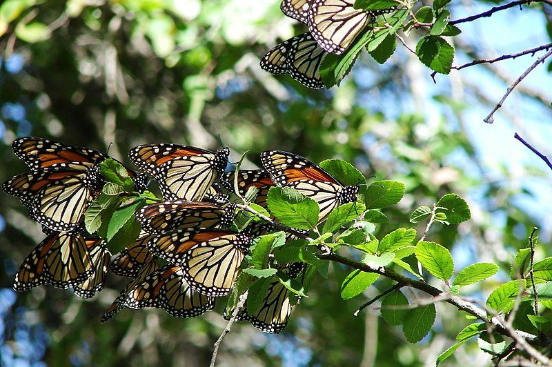 File:MonarchButterfly-5635.jpg