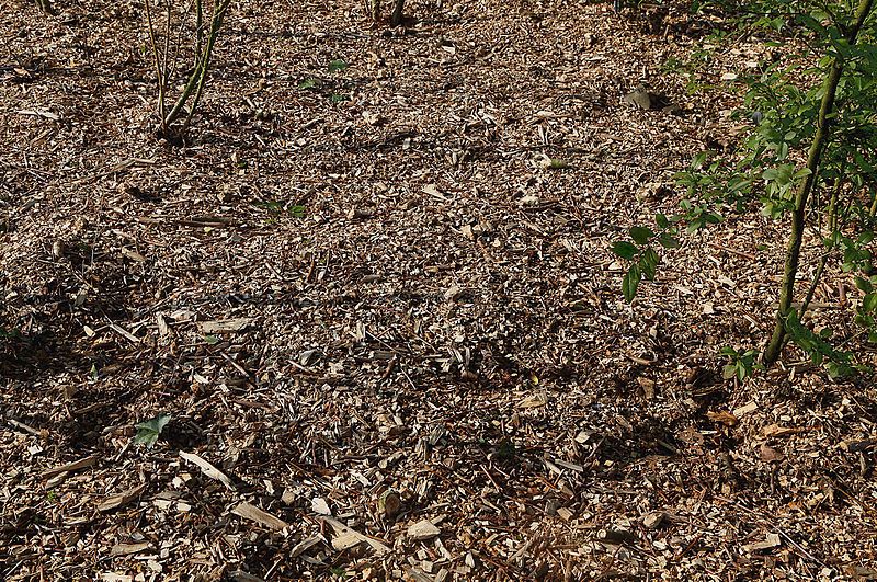 File:Mulch J1.jpg