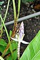 At the Singapore Botanic Gardens