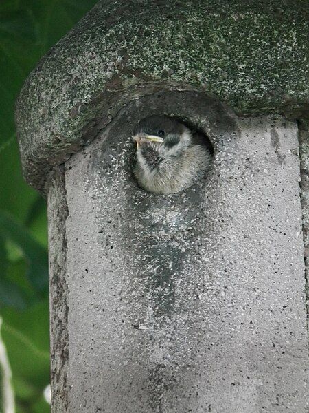 File:Nisthilfe mit Jungvogel.JPG