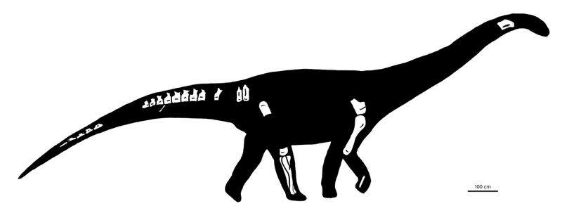 File:Nullotitan skeletal.png