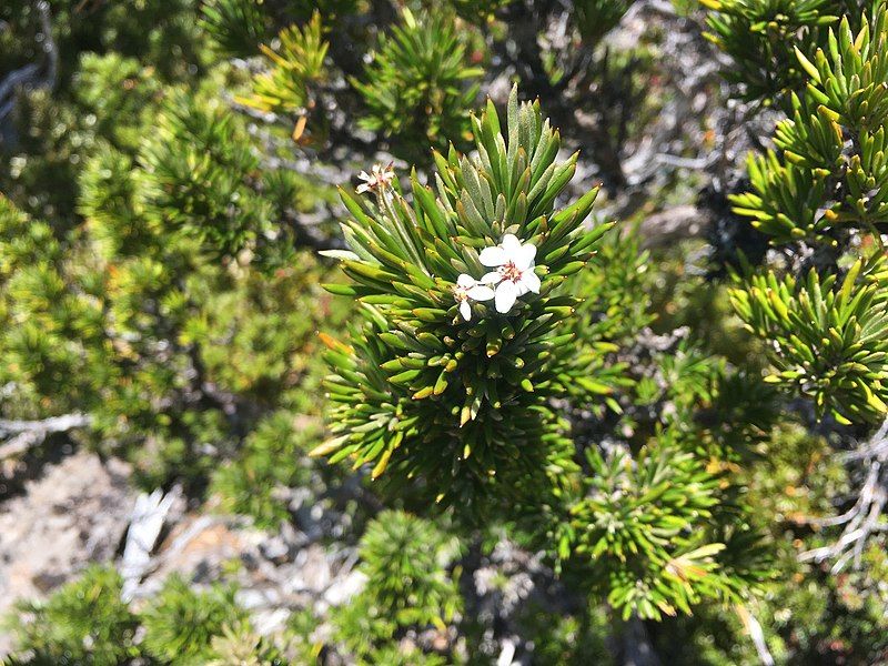 File:Olearia pinifolia.jpg