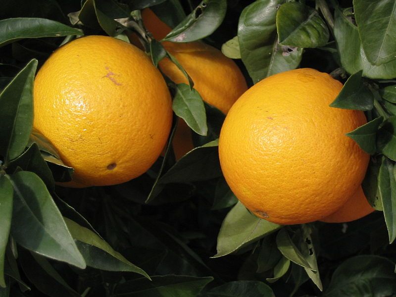 File:Oranges.jpg