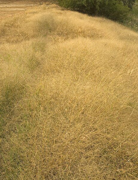 File:Panicum effusum.jpg