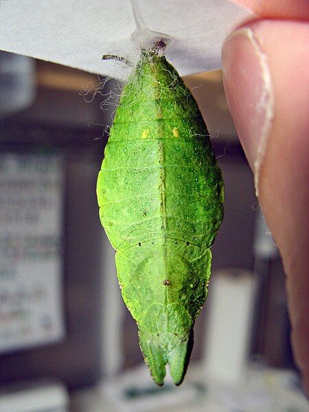 File:Papilio dardanus chrysalis.JPG