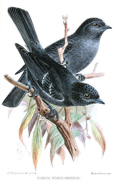 File:ParusNigricinereusKeulemans.jpg