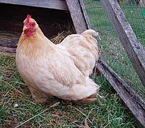 A Pekin hen