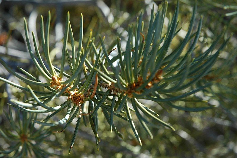 File:Pinus monophylla foliage.jpg