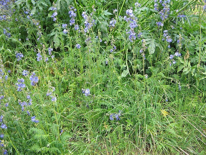 File:Polemonium caeruleum.jpg