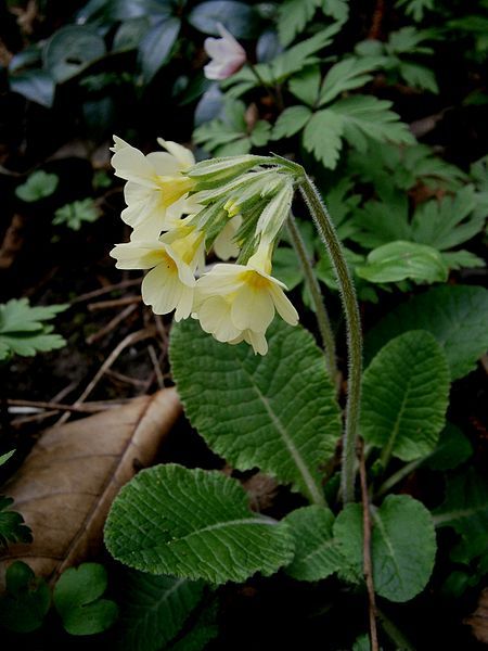 File:Primula elatior04.jpg