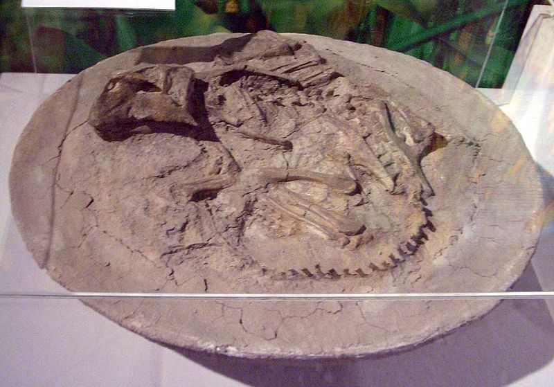 File:Psittacosaurus mongoliensis bury.JPG