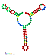 isrB Hfq binding RNA: Predicted secondary structure taken from the Rfam database. Family RF01386.