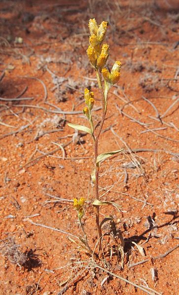 File:Rhodanthe charsleyae.jpg