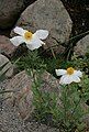 Matilija poppy (Romneya coulteri)