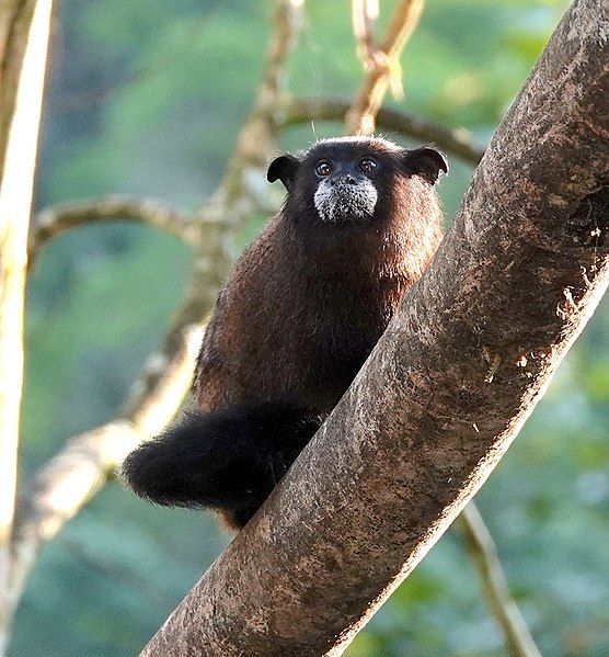 File:Saguinus fuscus 186500604.jpg