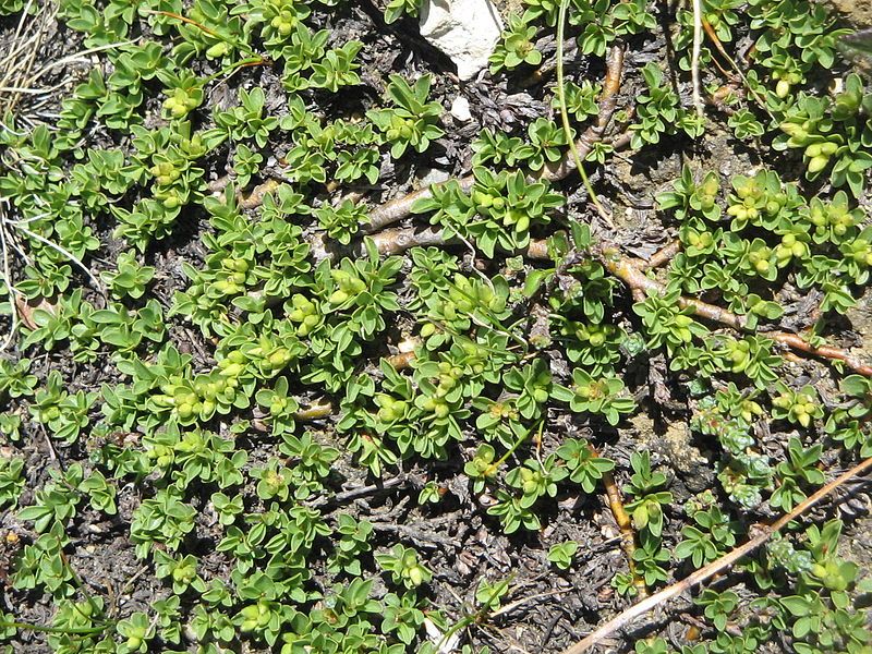 File:Salix serpyllifolia02.jpg