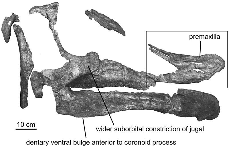 File:Saurolophus morrisi.jpg