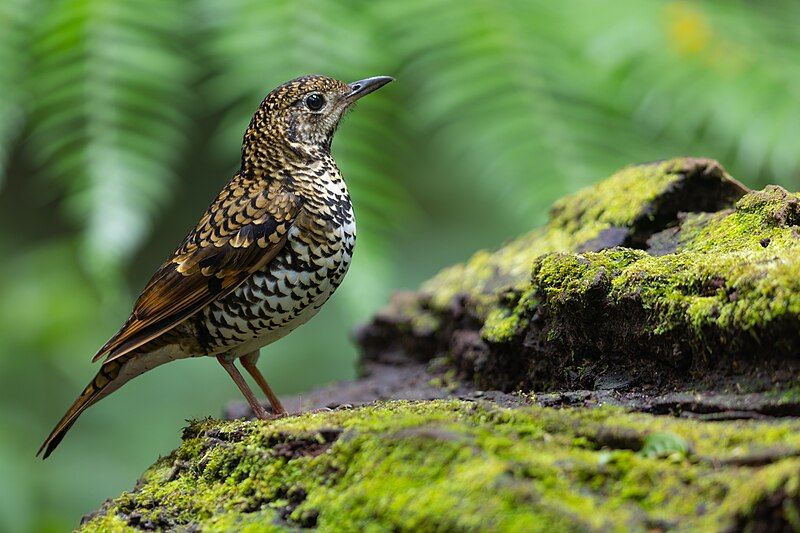 File:Scaly Thrush 0A2A8657.jpg