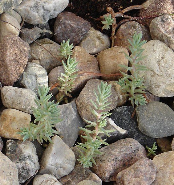 File:Sedum reflexum 01.jpg