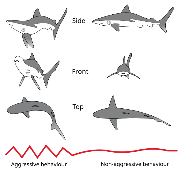 File:Shark threat display.svg