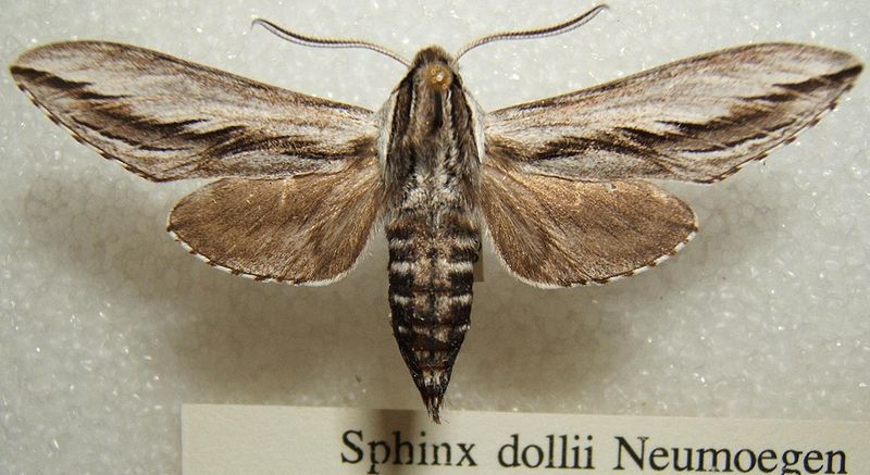 File:Sphinx dollii sjh.JPG