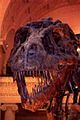 Tyrannosaurus rex skull, reconstructed