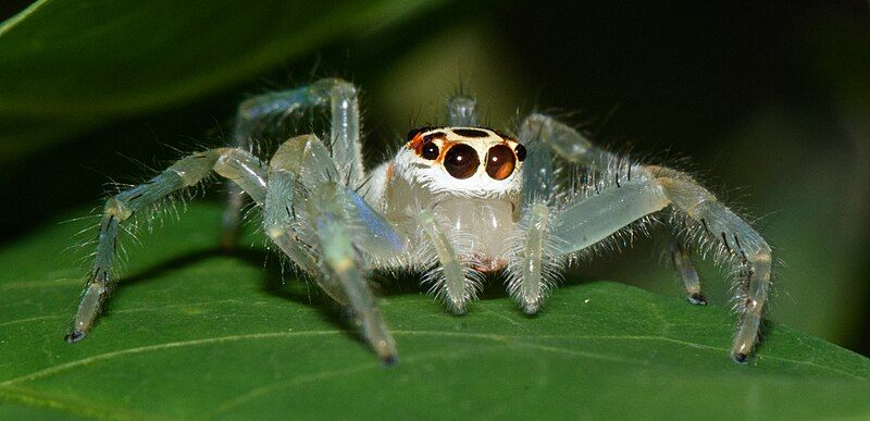 File:Telamonia-dimidiata-female-from-kottayam-kerala-2.jpg