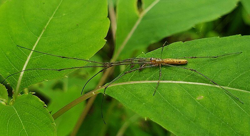 File:Tetragnatha resting jewelweed.jpg